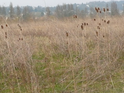 Le Parcde du Peuple de l'Herbe porte bien son nom <a style='color: #fff;' href='/uploaded/photo/-51603259c810d.jpg'>(Télécharger)</a>