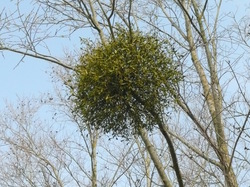 Beaucoup de gui dans les arbres du Parc à Carrières <a style='color: #fff;' href='/uploaded/photo/-516036d545823.jpg'>(Télécharger)</a>