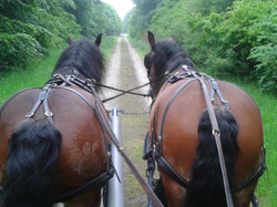 Visite de la partie forestière du parc en calèche <a style='color: #fff;' href='/uploaded/photo/-519bb6b1441f1.jpg'>(Télécharger)</a>