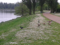 Les oies en compagnie d'un foulque macroule <a style='color: #fff;' href='/uploaded/photo/-519bb6e9e5aa0.jpg'>(Télécharger)</a>