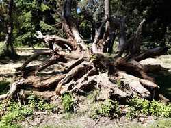  <a style='color: #fff;' href='/uploaded/photo/arboretum-de-chevreloup-60e463c7a6324.jpg'>(Télécharger)</a>