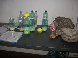  <a style='color: #fff;' href='/uploaded/photo/atelier-frelon-asiatique-59b8e41460917.jpg'>(Télécharger)</a>