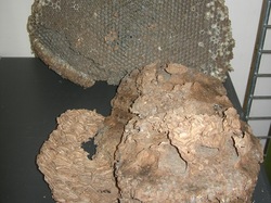  <a style='color: #fff;' href='/uploaded/photo/atelier-frelon-asiatique-59b8e415e5121.jpg'>(Télécharger)</a>