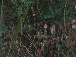  <a style='color: #fff;' href='/uploaded/photo/atelier-refuges-lpo-5c459be8bf159.jpg'>(Télécharger)</a>