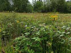  <a style='color: #fff;' href='/uploaded/photo/boucle-de-moisson-60e467c44fc38.jpg'>(Télécharger)</a>