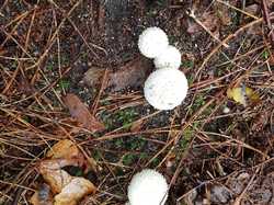  <a style='color: #fff;' href='/uploaded/photo/boucle-de-moisson-60e467c5cfcee.jpg'>(Télécharger)</a>