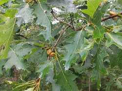  <a style='color: #fff;' href='/uploaded/photo/boucle-de-moisson-60e467c8227b5.jpg'>(Télécharger)</a>