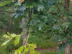  <a style='color: #fff;' href='/uploaded/photo/boucle-de-moisson-60e467c82a45d.jpg'>(Télécharger)</a>