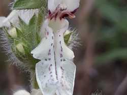  <a style='color: #fff;' href='/uploaded/photo/boucle-de-moisson-sortie-semi-nocturne-62babf1a62b38.jpg'>(Télécharger)</a>