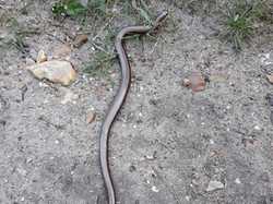  <a style='color: #fff;' href='/uploaded/photo/boucle-de-moisson-sortie-semi-nocturne-62babf1b658f5.jpg'>(Télécharger)</a>