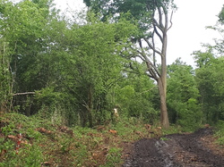  <a style='color: #fff;' href='/uploaded/photo/coupes-en-foret-de-la-vente-5eb9447fd16cb.jpg'>(Télécharger)</a>