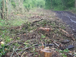  <a style='color: #fff;' href='/uploaded/photo/coupes-en-foret-de-la-vente-5eb944b50949d.jpg'>(Télécharger)</a>