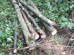  <a style='color: #fff;' href='/uploaded/photo/coupes-en-foret-de-marly-et-de-la-vente-5eb929190ca2b.jpg'>(Télécharger)</a>