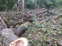  <a style='color: #fff;' href='/uploaded/photo/coupes-en-foret-de-marly-et-de-la-vente-5eb9291d126de.jpg'>(Télécharger)</a>