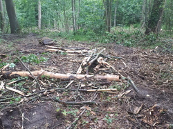  <a style='color: #fff;' href='/uploaded/photo/coupes-en-foret-de-marly-et-de-la-vente-5eb9291de4bba.jpg'>(Télécharger)</a>