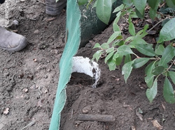  <a style='color: #fff;' href='/uploaded/photo/crapaudrome-ormoy-la-riviere-62015a4ddfbcf.jpg'>(Télécharger)</a>