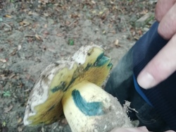  <a style='color: #fff;' href='/uploaded/photo/cueillete-champignons-5f6e18fbd4472.jpg'>(Télécharger)</a>