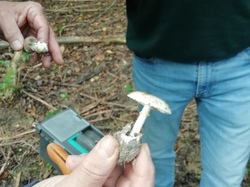  <a style='color: #fff;' href='/uploaded/photo/cueillete-champignons-5f6e18fbd6057.jpg'>(Télécharger)</a>