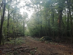  <a style='color: #fff;' href='/uploaded/photo/cueillete-champignons-5f6e18fc2d73c.jpg'>(Télécharger)</a>