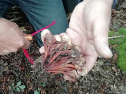  <a style='color: #fff;' href='/uploaded/photo/cueillete-champignons-5f6e18fd08f02.jpg'>(Télécharger)</a>