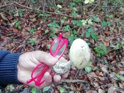  <a style='color: #fff;' href='/uploaded/photo/cueillete-champignons-5f6e18fd1f209.jpg'>(Télécharger)</a>