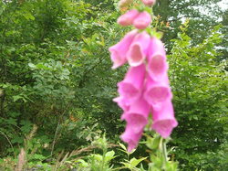  <a style='color: #fff;' href='/uploaded/photo/etang-de-st-hubert-5f047170c3b7a.jpg'>(Télécharger)</a>