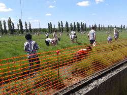 Cueillette de la lavande sous le soleil. Beaucoup de monde à cette jolie manifestation <a style='color: #fff;' href='/uploaded/photo/fete-de-la-lavande-au-siaap-51d03bdf00dbd.jpg'>(Télécharger)</a>