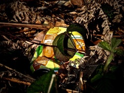  <a style='color: #fff;' href='/uploaded/photo/foret-propre-5cab9b52bab6a.jpg'>(Télécharger)</a>