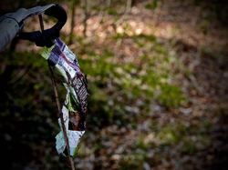  <a style='color: #fff;' href='/uploaded/photo/foret-propre-5cab9b52ed59c.jpg'>(Télécharger)</a>