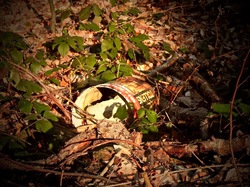  <a style='color: #fff;' href='/uploaded/photo/foret-propre-5cab9b530bd6e.jpg'>(Télécharger)</a>