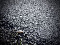  <a style='color: #fff;' href='/uploaded/photo/foret-propre-5cab9b539a84f.jpg'>(Télécharger)</a>