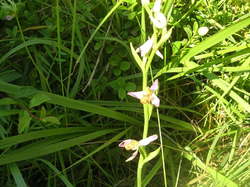 Orchidée ophrys abeille : elle imite l'abeille pour attirer les mâles qui emportent le pollen à leur insu et vont féconder d'autres plantes. <a style='color: #fff;' href='/uploaded/photo/parc-d-agroparistech-5d063d5a1da62.jpg'>(Télécharger)</a>