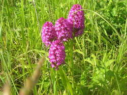 Orchis pyramidale <a style='color: #fff;' href='/uploaded/photo/parc-d-agroparistech-5d063d5e8e940.jpg'>(Télécharger)</a>