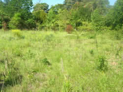 Prairie non fauchée, la biodiversité revient, les arbustes se développent <a style='color: #fff;' href='/uploaded/photo/parc-d-agroparistech-5d063d5f5eb31.jpg'>(Télécharger)</a>