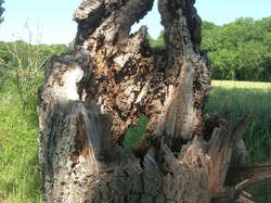  <a style='color: #fff;' href='/uploaded/photo/parc-d-agroparistech-5d063d6231117.jpg'>(Télécharger)</a>