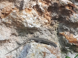 Lézard mâle des murailles, par Isabelle <a style='color: #fff;' href='/uploaded/photo/pendant-le-confinement-5ede2bf6ccc1a.jpg'>(Télécharger)</a>