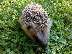 Par Yvon <a style='color: #fff;' href='/uploaded/photo/pendant-le-confinement-5ede2c1c20c91.jpg'>(Télécharger)</a>