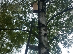  <a style='color: #fff;' href='/uploaded/photo/pose-des-nichoirs-a-l-ecole-525430d19a283.jpg'>(Télécharger)</a>