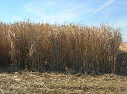 Le miscanthus sur pied. <a style='color: #fff;' href='/uploaded/photo/randonnee-a-la-boussole-autour-de-montainville-5c73c8c9c19bd.jpg'>(Télécharger)</a>
