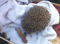  <a style='color: #fff;' href='/uploaded/photo/sauvetage-de-herissons-a-sannois-17-mars-2019-5c9cdecf93536.jpg'>(Télécharger)</a>