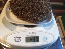  <a style='color: #fff;' href='/uploaded/photo/sauvetage-de-herissons-a-sannois-17-mars-2019-5c9cdee09bc00.jpg'>(Télécharger)</a>