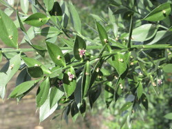  <a style='color: #fff;' href='/uploaded/photo/sortie-botanique-du-11-mars-2017-59b8df4048631.jpg'>(Télécharger)</a>