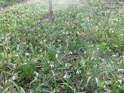  <a style='color: #fff;' href='/uploaded/photo/sortie-botanique-du-11-mars-2017-59b8df414470d.jpg'>(Télécharger)</a>