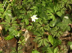 Anémone sylvestre <a style='color: #fff;' href='/uploaded/photo/sortie-botanique-en-foret-de-st-germain-5ca237626c355.jpg'>(Télécharger)</a>