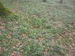  <a style='color: #fff;' href='/uploaded/photo/sortie-botanique-en-foret-de-st-germain-5ca2376292b7b.jpg'>(Télécharger)</a>