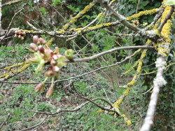  <a style='color: #fff;' href='/uploaded/photo/sortie-botanique-en-foret-de-st-germain-5ca237844ad83.jpg'>(Télécharger)</a>