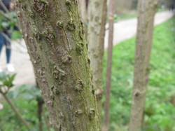 Tronc de sureau avec ses lenticelles <a style='color: #fff;' href='/uploaded/photo/sortie-botanique-en-foret-de-st-germain-5ca237c9757ec.jpg'>(Télécharger)</a>