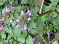 Lamier pourpre <a style='color: #fff;' href='/uploaded/photo/sortie-botanique-en-foret-de-st-germain-5ca237ca83862.jpg'>(Télécharger)</a>