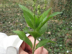 Alliaire <a style='color: #fff;' href='/uploaded/photo/sortie-botanique-en-foret-de-st-germain-5ca237d35f57d.jpg'>(Télécharger)</a>