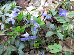 Jolies pervenches <a style='color: #fff;' href='/uploaded/photo/sortie-botanique-en-foret-de-st-germain-5ca237d735878.jpg'>(Télécharger)</a>